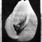 Big Calla by Alan Davis - Liquid Light on canvas